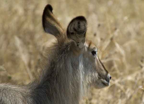 Antílope de Agua - parque nacional de Tarangire - Tanzania 2.jpg